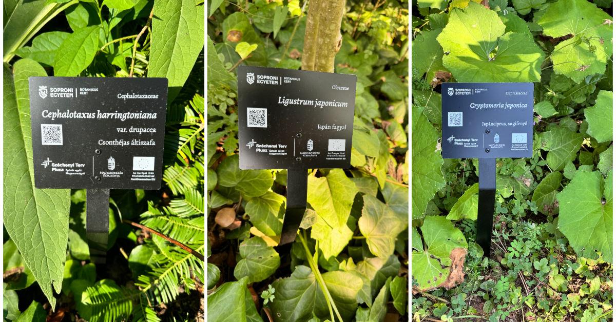 Informatív QR Kódos növényjelölő táblák a Soproni Egyetem Botanikus Kertjében